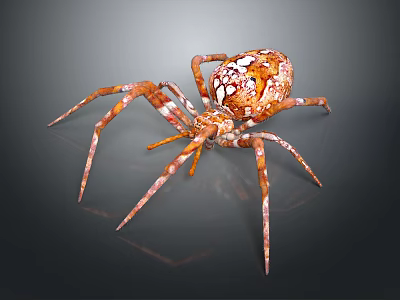 Orange and white patterned spider close up view on grey background 3d model