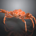 Realistic Orange Crab With Large Claws Detailed Legs On Dark Shiny Surface