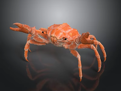 Realistic Orange Crab With Large Claws Detailed Legs On Dark Shiny Surface 3d model