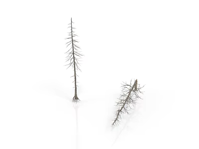 Two Dried Trees One Upright And One Tilted Against White Background 3d model