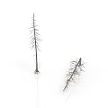 Two Dried Trees One Upright And One Tilted Against White Background