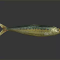 Green And Yellow Aquatic Fish With Black Spots Orange Eyes Yellow Tail On Black Background