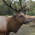 Majestic Elk Standing On Green Grassland With Trees In Natural Background