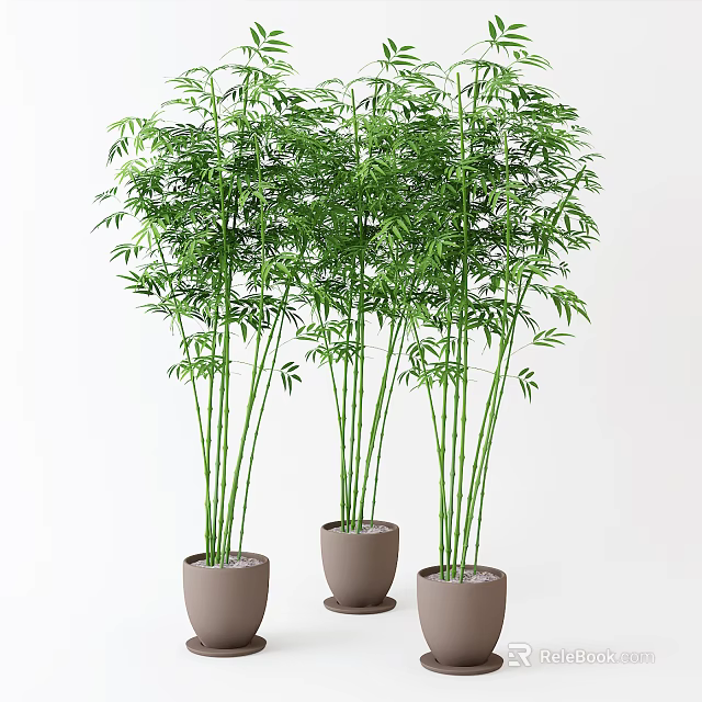 Three Potted Bamboo Plants With Green Leaves And Tall Stems In White Background 3d model 