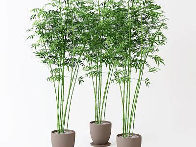 Three Potted Bamboo Plants With Green Leaves And Tall Stems In White Background 3d model