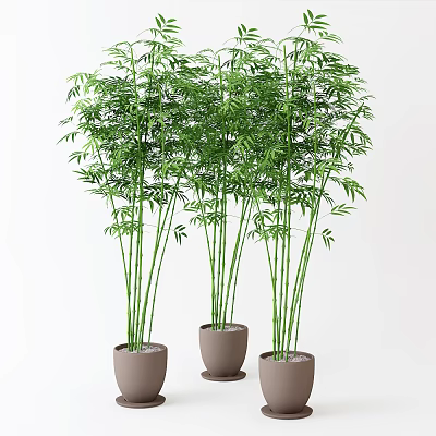 Three Potted Bamboo Plants With Green Leaves And Tall Stems In White Background 3d model
