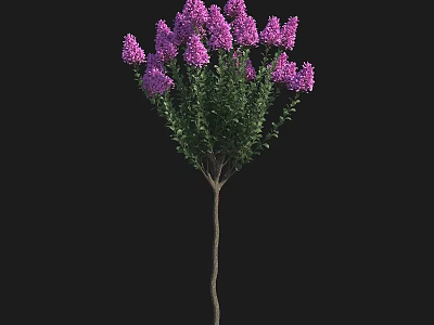 Tree With Purple Flowers Green Leaves And Slender Trunk On Black 3d model