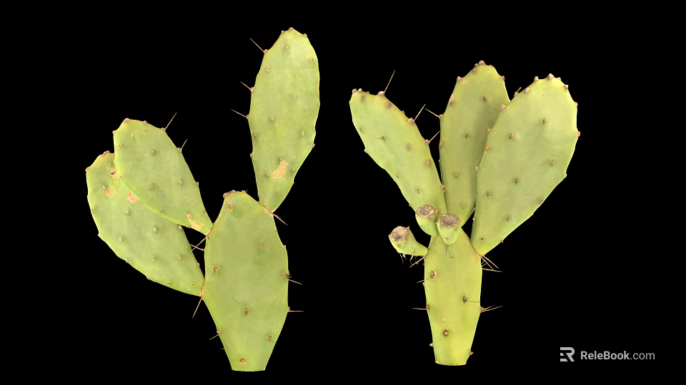 Green Cactus With Thick Pads And Sharp Thorns On Black Background 3d model 