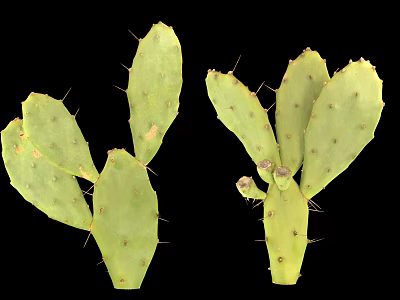Green Cactus With Thick Pads And Sharp Thorns On Black Background 3d model