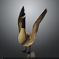 Canada Goose Standing With Spread Wings Brown Body Black Neck Gray Background