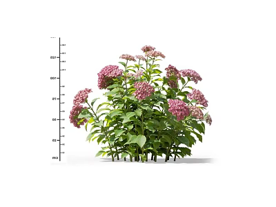 Pink Hydrangea Flowers With Green Leaves And Height Measurement For Garden Plant 3d model
