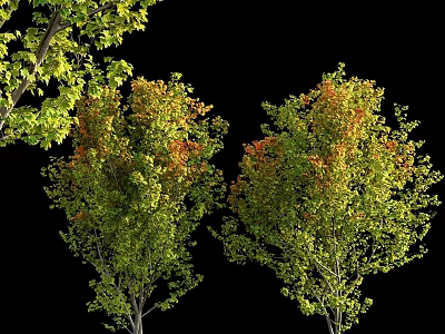 Scenic Garden Decor Features Autumn Trees With Green And Orange Leaves 3d model