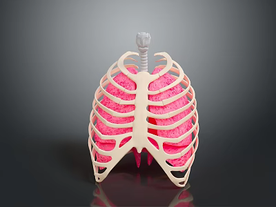 Anatomical Thoracic Medical Model With Rib Cage Pink Lungs And Trachea 3d model