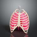 Anatomical Thoracic Medical Model With Rib Cage Pink Lungs And Trachea