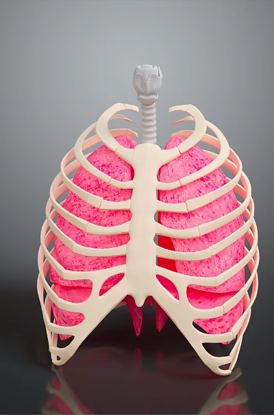 Anatomical Thoracic Medical Model With Rib Cage Pink Lungs And Trachea 3d model