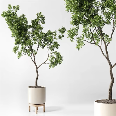 Green Leafy Bonsai Plants with Slender Trunks in White Pots and Minimalist Background 3d model