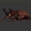 Red Beetle with Large Body Horns and Red Legs on Gray Background with Reflection