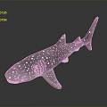Realistic Whale Shark Model With White Spots On Sleek Body And Reflective Surface