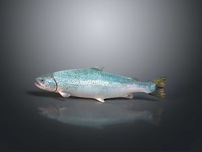 Vibrant Rainbow Trout With Colorful Scales Silver Body And Red Stripe On Dark Reflective Surface 3d model