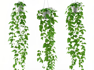 Hanging Basket Green Plants With Trailing Vines And Lush Green Leaves For Home Decor 3d model