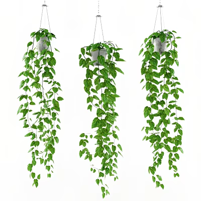 Hanging Basket Green Plants With Trailing Vines And Lush Green Leaves For Home Decor 3d model