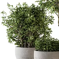 Lush Green Bonsai Potted Plants In Gray Pots With Various Sizes And Foliage