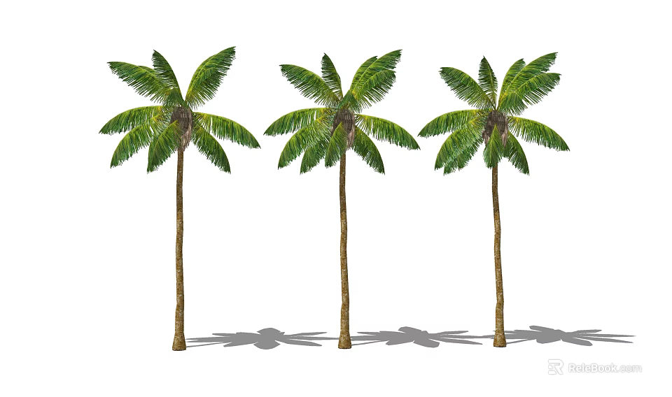 Three Tall Palm Trees with Green Fronds and Shadows on White Background 3d model 