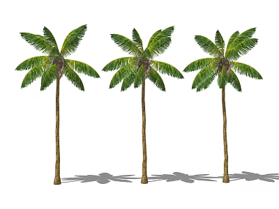 Modern Coconut Tree 3d model