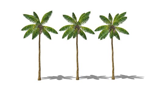 Modern Coconut Tree 3d model