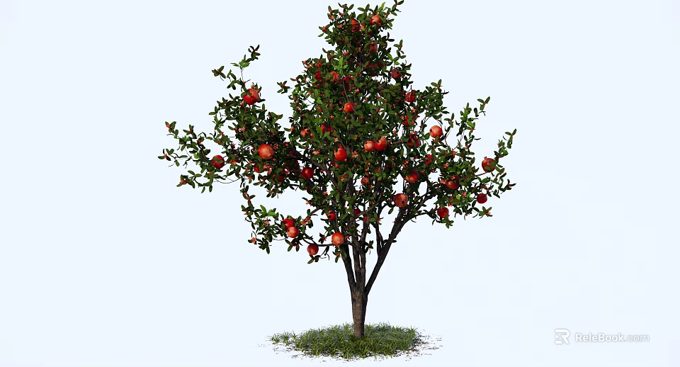 Pomegranate Tree With Lush Green Leaves And Ripe Red Fruits Growing On Grass 3d model 