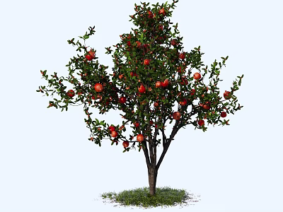 Pomegranate Tree With Lush Green Leaves And Ripe Red Fruits Growing On Grass 3d model