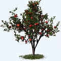 Pomegranate Tree With Lush Green Leaves And Ripe Red Fruits Growing On Grass
