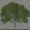 Lush Green Tree with Dense Foliage and Thick Trunk on Paved Ground Near Standing Person