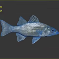 Silver Fish With Blue Fins And Yellow Eyes On Gray Background Showing Reflection Below