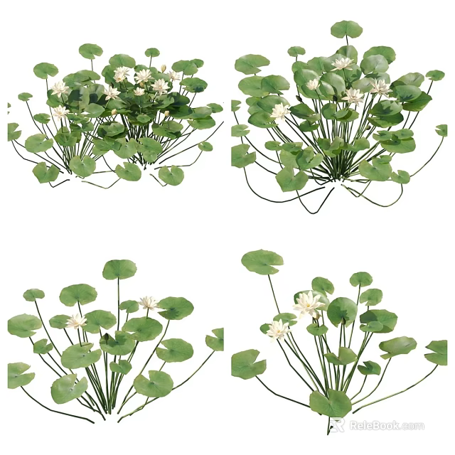 Fresh Green Lotus Leaves With White Water Lily Flowers For Decorative Plants 3d model 