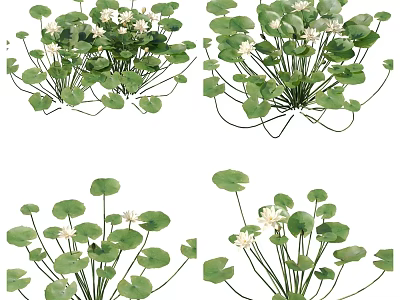 Fresh Green Lotus Leaves With White Water Lily Flowers For Decorative Plants 3d model