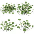 Fresh Green Lotus Leaves With White Water Lily Flowers For Decorative Plants
