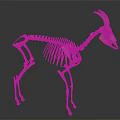 Skeleton Goat Skeleton Goat Skeleton Sheep Skeleton 3d model