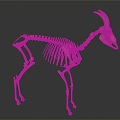 Skeleton Goat Skeleton Goat Skeleton Sheep Skeleton 3d model