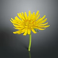 Vibrant Yellow Flower With Bright Yellow Petals And Green Stem Against Dark Background