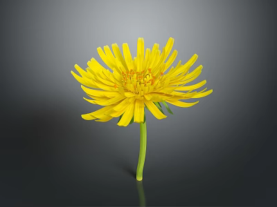 Vibrant Yellow Flower With Bright Yellow Petals And Green Stem Against Dark Background 3d model