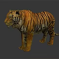 3D Rendered Tiger With Orange Black Stripes Standing On Gray Background
