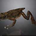 Detailed Brown And Orange Spotted Frog With Textured Skin On Dark Background