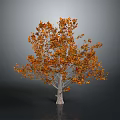 Autumn Tree With Vibrant Orange And Yellow Leaves On Light Colored Trunk