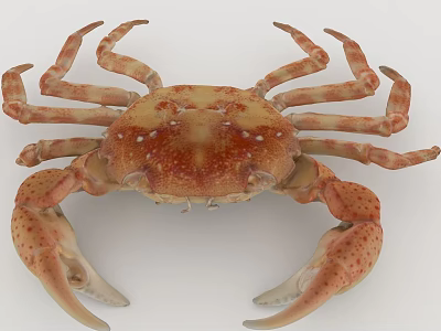 Colorful Aquatic Crab With Detailed Orange Brown Shell And Spotted Claws 3d model