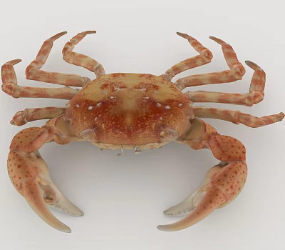Colorful Aquatic Crab With Detailed Orange Brown Shell And Spotted Claws 3d model
