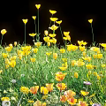 Yellow Flowers And Green Grass Blooming In Natural Garden Scene With Various Petals