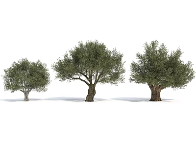 Three Olive Trees of Different Sizes with Lush Green Foliage and Sturdy Trunks 3d model