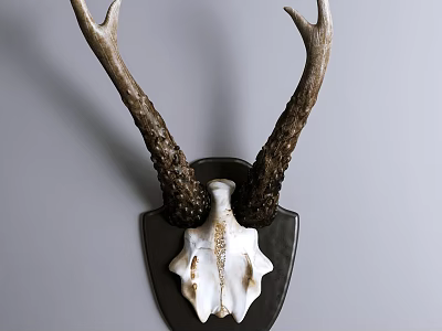 Animal Wall Decor with Natural Deer Antler and Skull Hanging on Gray Wall 3d model