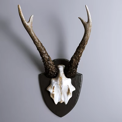 Animal Wall Decor with Natural Deer Antler and Skull Hanging on Gray Wall 3d model